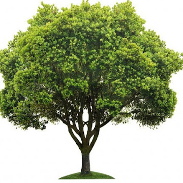 Profile photo of tree gaza
